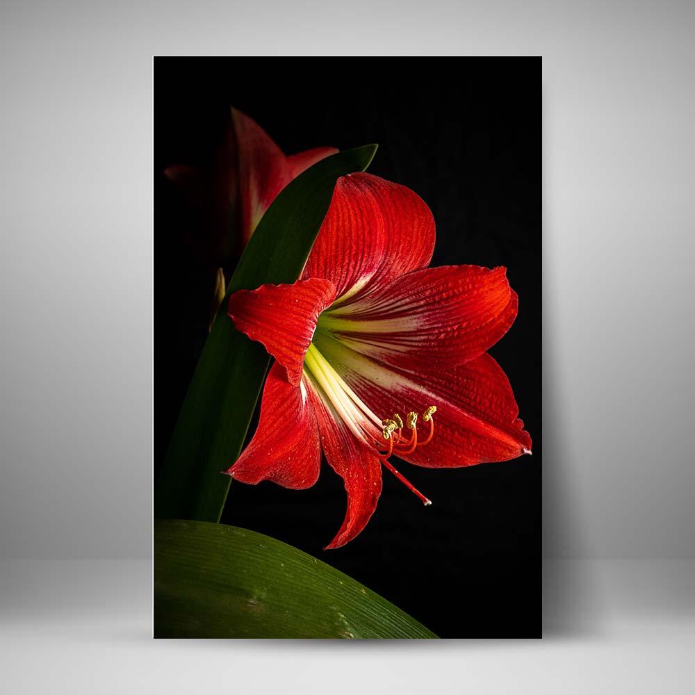 Amaryllis Rojas