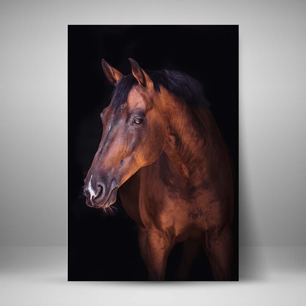 Caballo de Ojos Cafes