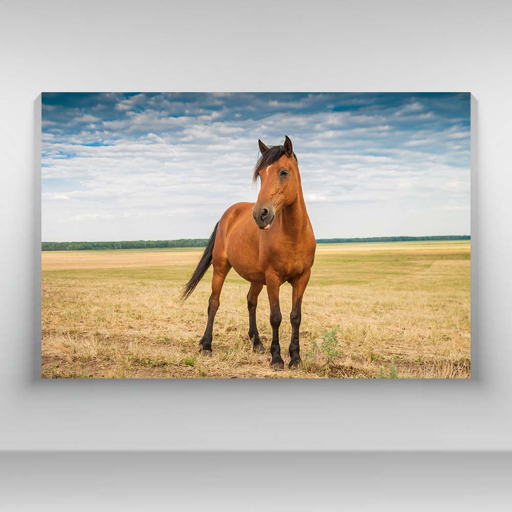 Caballo en la pradera