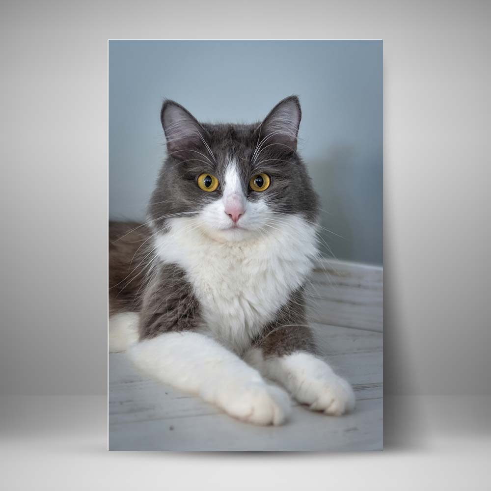 Gato esponjoso gris y blanco
