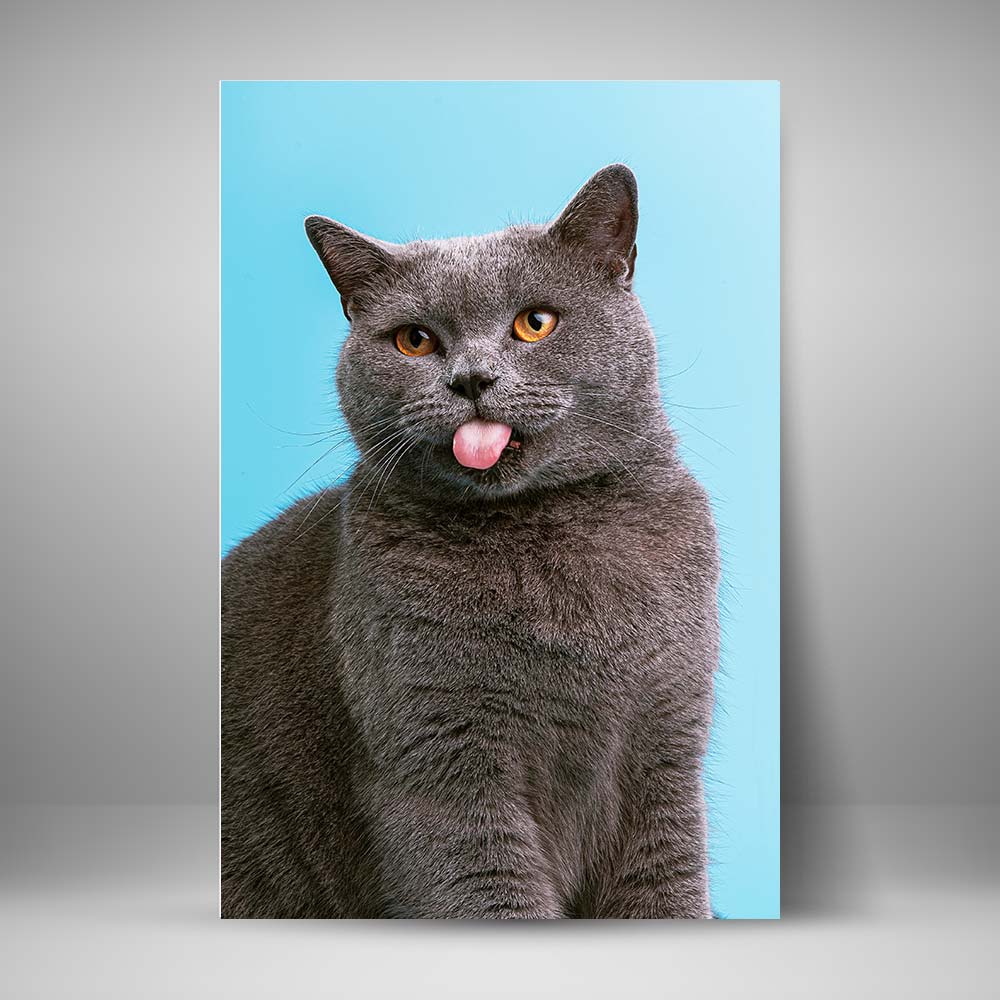 Gato gris sacando la lengua