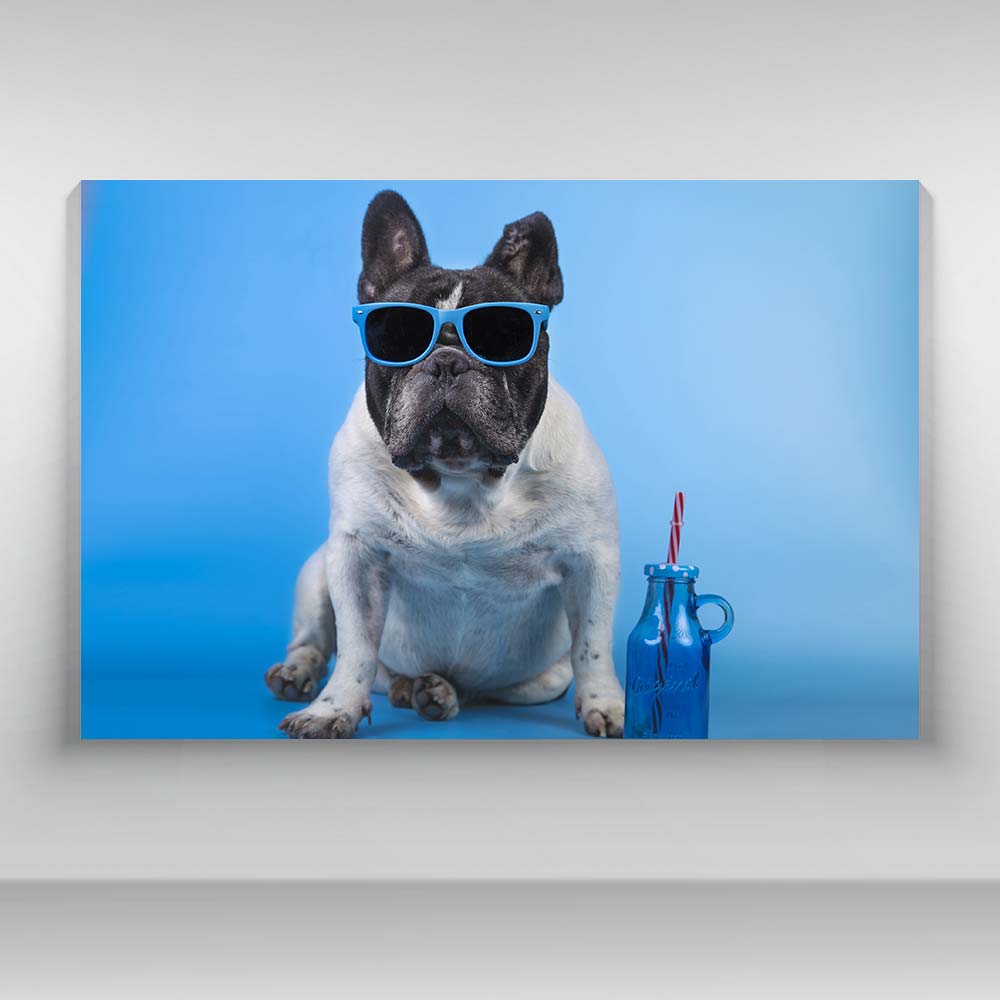 Perros - Bulldog frances con lentes azules