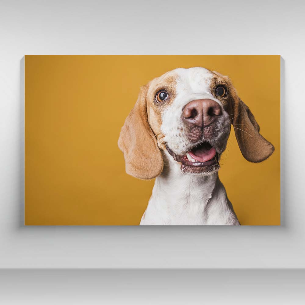 Perros - Cachorro Beagle