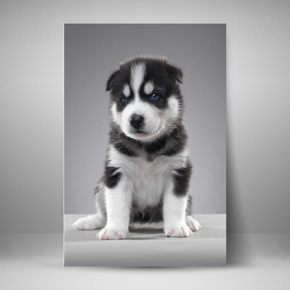 Perros - Cachorro Husky siberiano