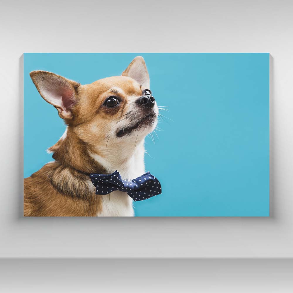 Perros - Chihuahua mono azul