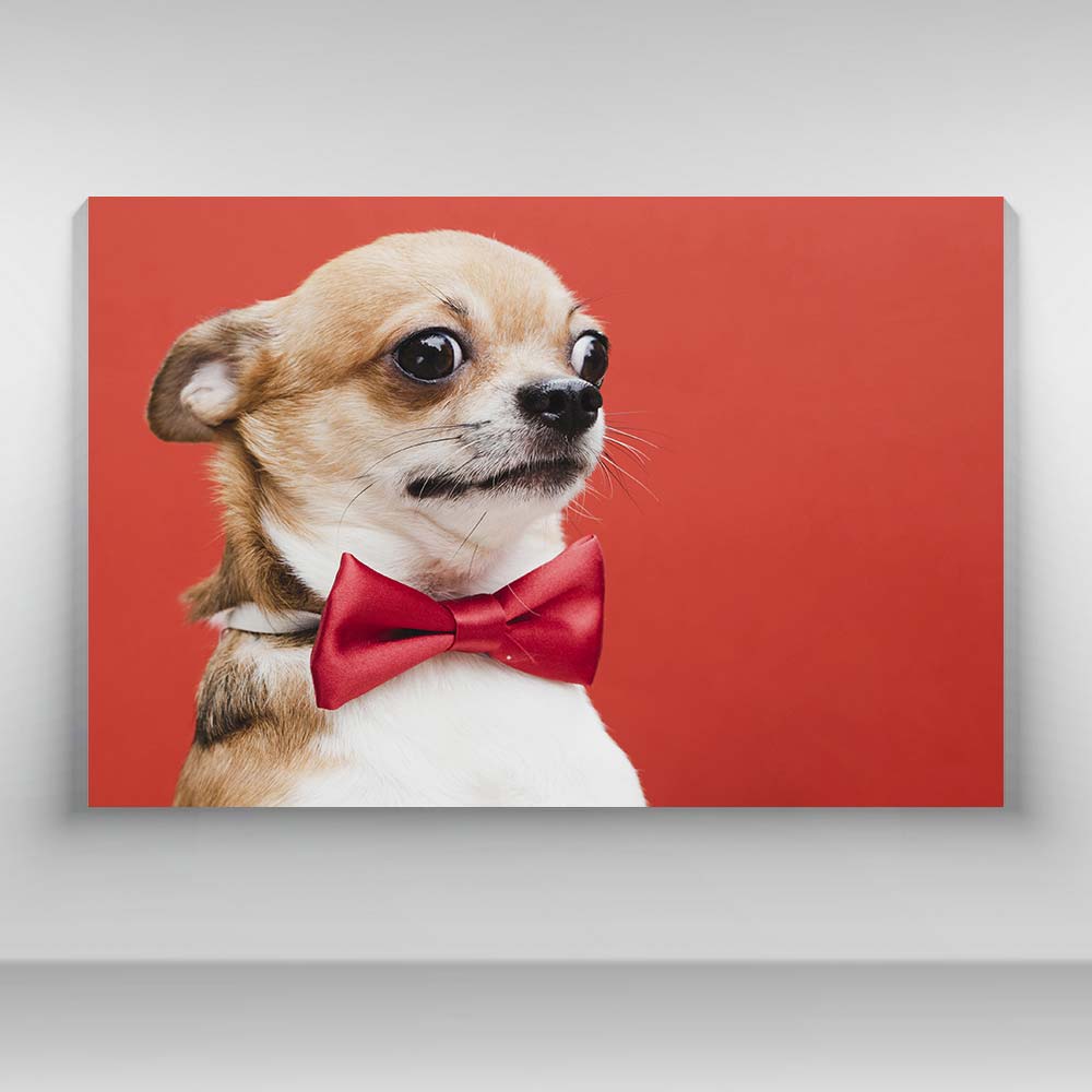 Perros - Chihuahua mono rojo