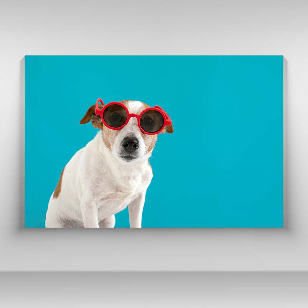 Perros - Jack Russel Terrier