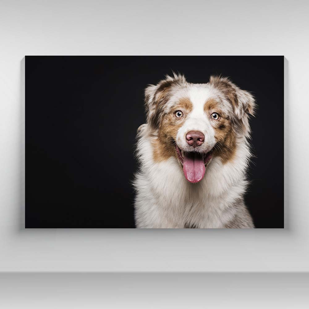 Perros - Pastor ovejero australiano