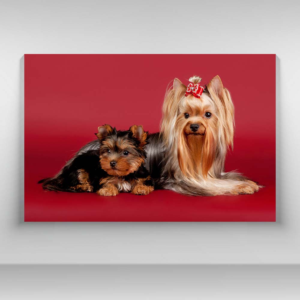 Perros - Yorkshire Terrier