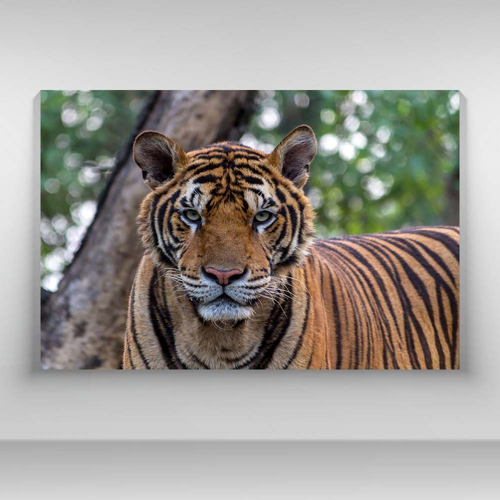 Tigre en la selva