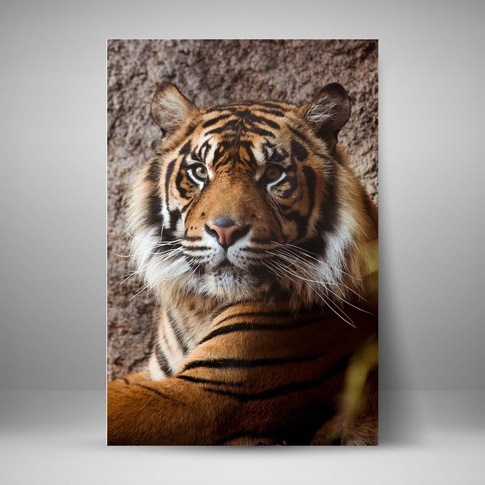 Tigre indio