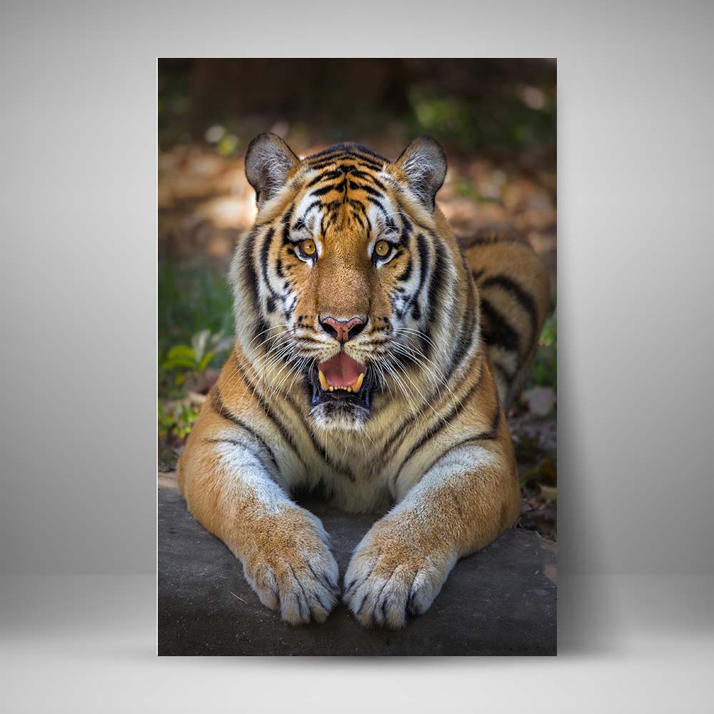 Tigre sediento